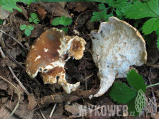 Polyporus melanopus