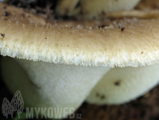 Polyporus tuberaster