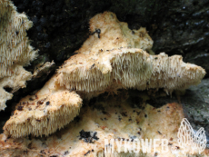 Hericium cirrhatum