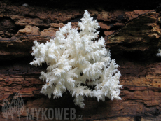 Hericium coralloides