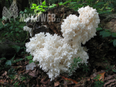 Hericium coralloides