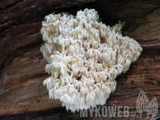 Hericium alpestre