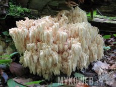 Hericium alpestre