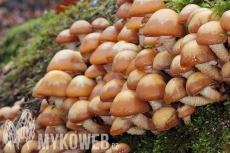 Kuehneromyces mutabilis