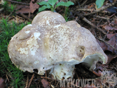 Albatrellus ovinus