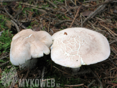 Albatrellus ovinus