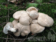 Albatrellus ovinus