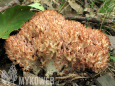 Ramaria botrytis