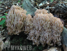 Ramaria rubripermanens