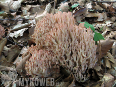 Ramaria rubripermanens