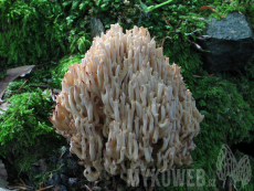 Ramaria rubripermanens