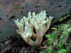 Ramaria apiculata