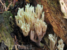 Ramaria apiculata