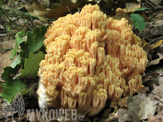 Ramaria formosa