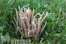 Clavaria fumosa