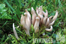 Clavaria fumosa