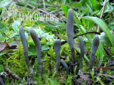 Clavaria greletii