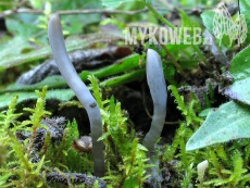 Clavaria greletii