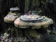 Ganoderma pfeifferi