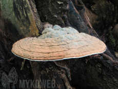 Ganoderma pfeifferi