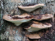 Ganoderma pfeifferi