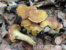 Cantharellus amethysteus