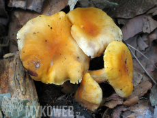 Cantharellus friesii