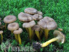 Craterellus tubaeformis