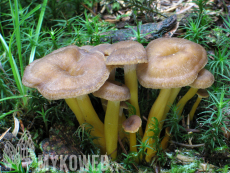 Craterellus tubaeformis