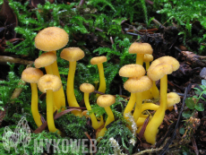 Craterellus tubaeformis