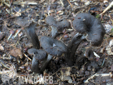 Cantharellus cinereus