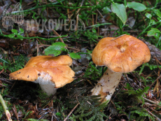 Hydnum rufescens
