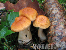 Hydnum rufescens