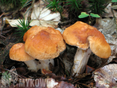 Hydnum rufescens