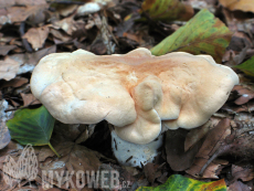 Hydnum repandum