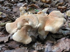Hydnum repandum