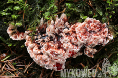 Hydnellum peckii