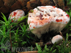 Hydnellum peckii