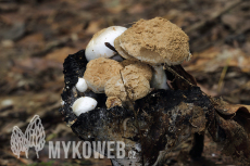 Asterophora lycoperdoides