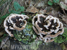 Trametes versicolor