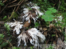 Thelephora penicillata