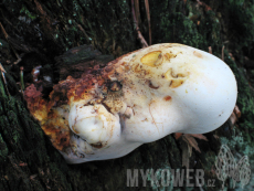 Piptoporus quercinus