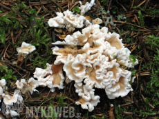 Sistotrema confluens