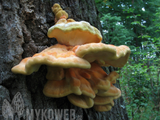 Laetiporus sulphureus