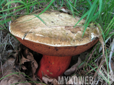 Boletus satanas