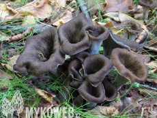 Craterellus cornucopioides