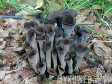 Craterellus cornucopioides