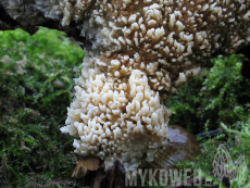 Radulomyces molaris