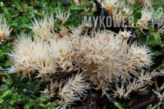 Pterula multifida