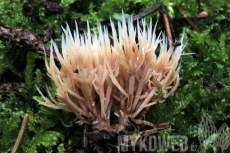Pterula multifida